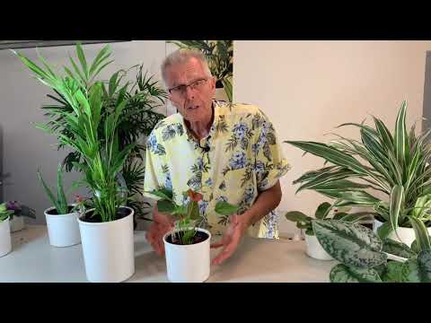 How to Transplant Soil Plants into Hydroponics - The Basics - Part 2 of 2