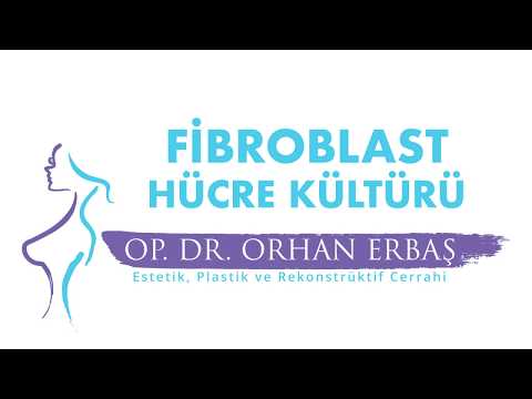 Fibroblast: Bağ Doku Desteğinin Yapı Taşı