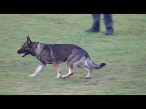 WUSV 2021  USA 4 - CHRIS MEVERDEN & ARIK VON DER SNIVELY HAUS B 77