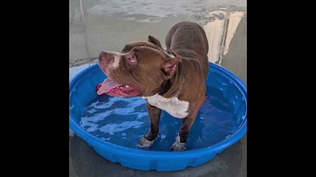 Enlarge WALLACE SHAW, a Adoptable Pit Bull Terrier in Athens, AL video 6/6