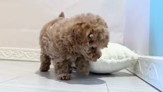 ハーフ犬の動画01