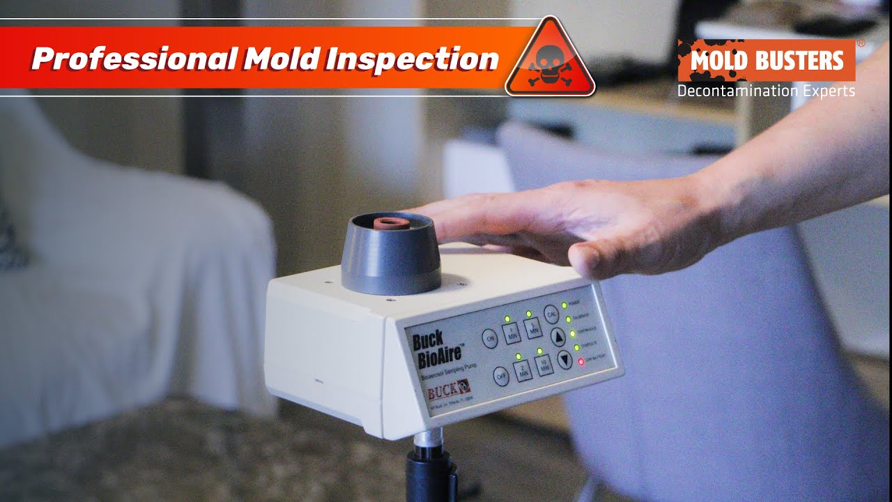 Professional Mold Inspection A to Z 👨‍🔬 - Mold Busters