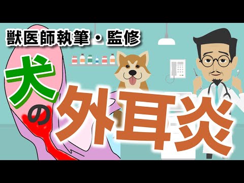 犬の外耳炎 - 症状と治療法