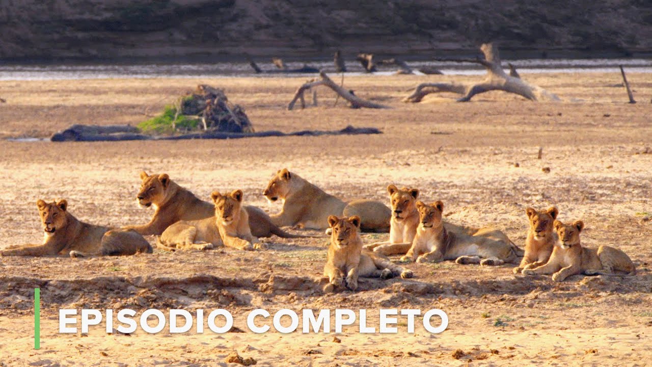 LEONES: Lazos de Sangre 🌍 Cazadores de África EP3 🍃 Documentales Completos de Animales