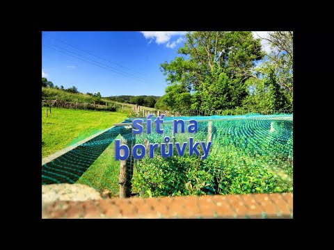RYCHLÁ OCHRANA BORŮVEK PROTI PTÁKŮM 🫐🛠️ (levná a efektivní síť) #borůvky