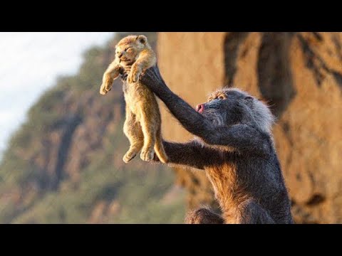 O Rei Leão - Ciclo Sem Fim