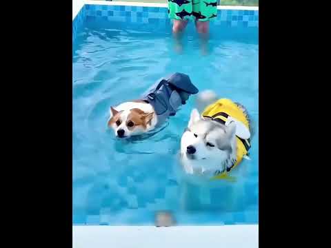 2匹のかわいい犬
