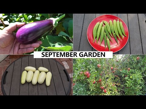 The California Garden In September - Harvests & Fall Planting Guide