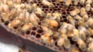Raising Queen Bees at Sleeping Bear Farms