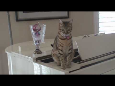 All About Tasha:  The Funny Bengal Kitten