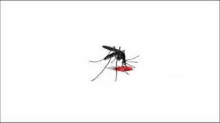 Titusz and The Carbonfools - Mosquito