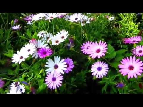 A TAVASZ ÜZENETE FÜLEMÜLE SZERENÁD Irénke Nagy Kertjében mp4