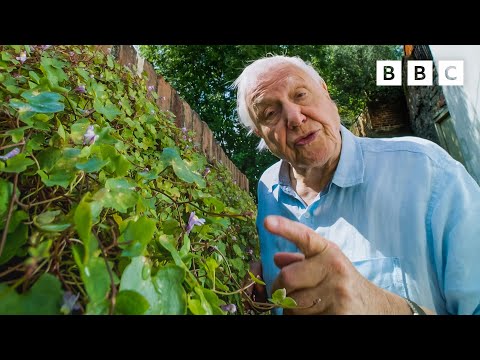 , title : 'David Attenborough akan membuat Anda berpikir tentang gulma dari sudut pandang yang berbeda⁣ 🌱 The Green Planet - BBC'