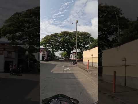 Palmira hermosa #palmiravalle #palmiraendosruedas