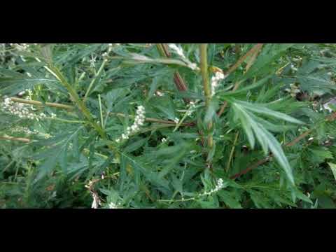 HEBAT!!  Ternyata Inilah 15 Manfaat dan Khasiat Daun Baru Cina untuk Kesehatan