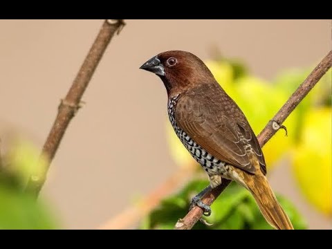 Scaly Breasted Munia