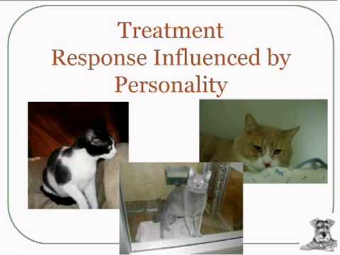 Helping Cats Who Hiss and Hide - YouTube