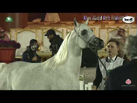 N 288 POMIAN   King Abdulaziz Arabian Horse Center Show 2021   Stallions 10+ Years Old Class 12