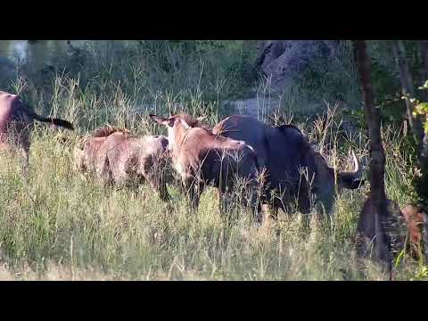 Djuma: Impalas and Wildebeests - 17:25 - 02/13/2020