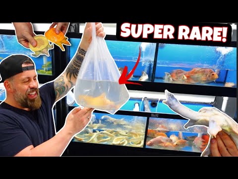 EXCITING NEW ARRIVALS: Unboxing Our Live Tropical Fish Shipment From ASIA!
