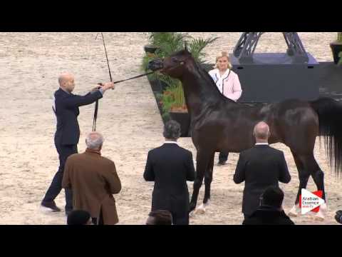 N.99 EKS AMIR - Paris 2015 - Colts 2-3 years old (Class CM5 A)