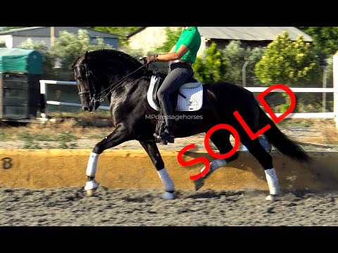 **SOLD** Advanced Andalusian PRE Stallion 2016 | #MP355