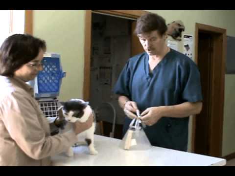 How to Put an Elizabethan Collar (e-collar) on a Cat - Veterinary Assistant Training