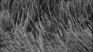 Download lagu Plein pot, (plan séquence filmé à Serans, Vexin français, ©Olivier Verley) mp3 Download lagu Plein pot, (plan séquence filmé à Serans, Vexin français, ©Olivier Verley) mp3