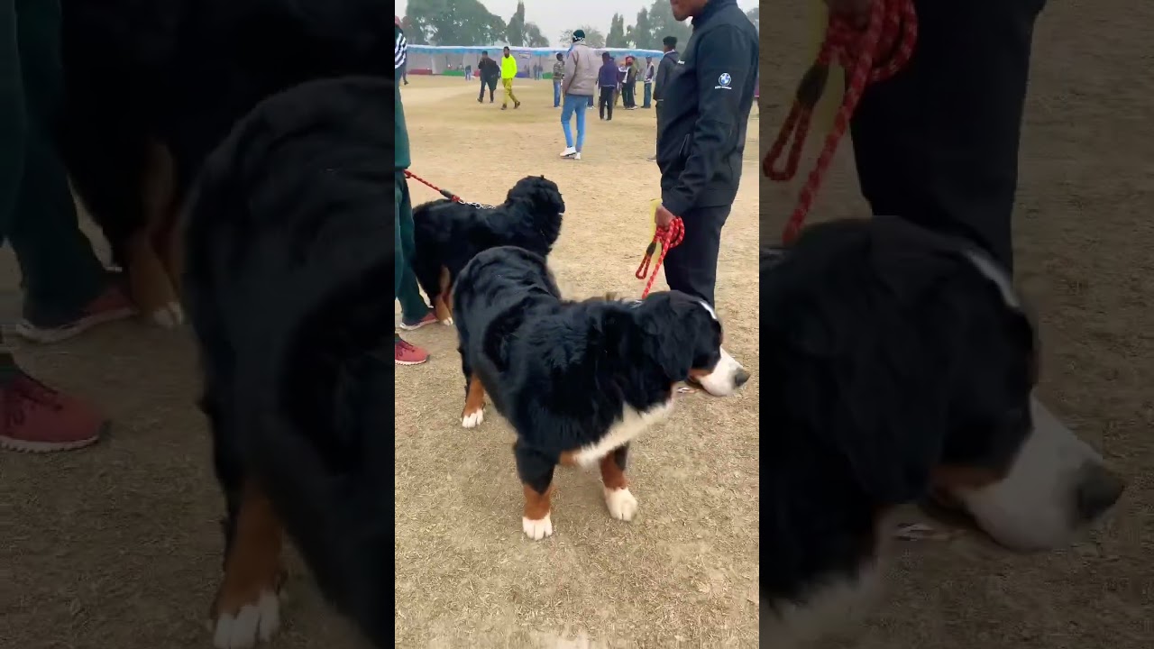 Australian Shepherd or Bernese Mountain Dog 🤔 In india 😨 #shorts