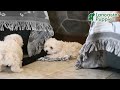 Toy Poodle dogs for sale: Angel - Video 1