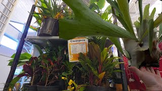 Shopping at Lowes and Local Nursery Potting Basil and Seed Starting in Greenstalk