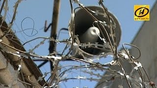 Амнистия в Беларуси: кто выйдет на свободу, а кому уменьшат срок наказания?