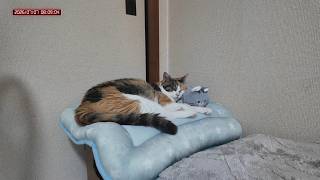 三毛猫フミちゃん　 LIVE配信　2026年7月7日　calico cat　(LIVE stream)