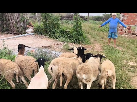 ENTREGANDO OVELHAS DORPER  EM SOSSEGO NA PARAÍBA JUNTO COM O JOEL DO BODE