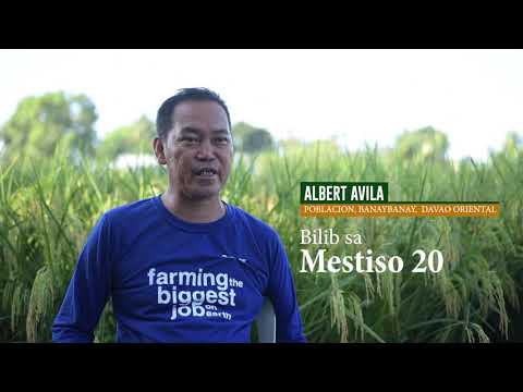 Mestiso 20  | Albert Avila Testimony on Hybrid Rice