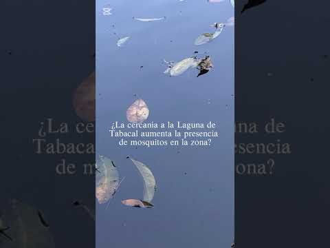 Proyecto Final - Ecología: Ecosistemas acuáticos y enfermedades vectoriales Laguna de Tabacal