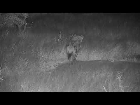 Djuma: Lone Hyena walks by - 20:58 - 05/28/20