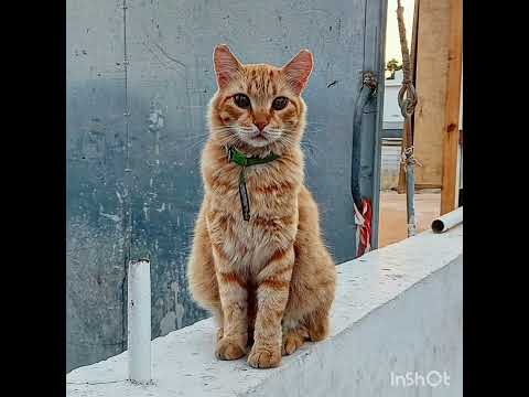 Face the music - 2007