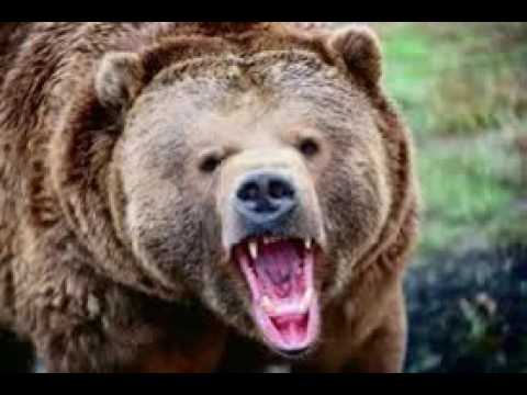 Bear Roar