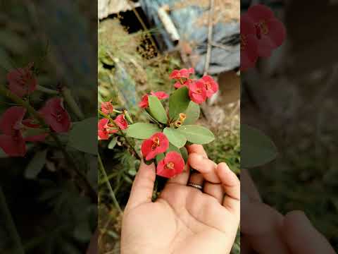 I love flowers 🥰🥰🥰