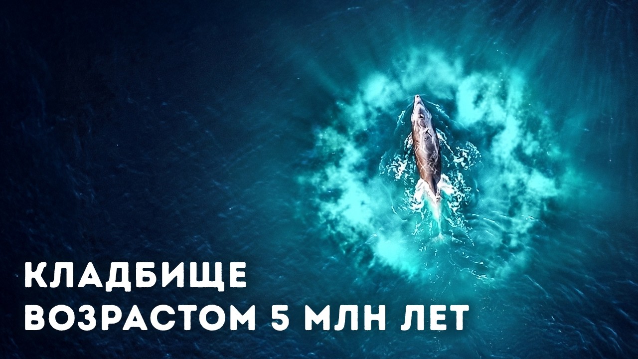 Учёные нашли на дне океана огромное кладбище китов, которого не должно быть