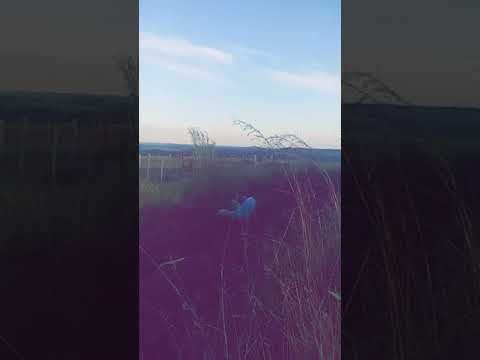 Segui tico loko em Luz Marina