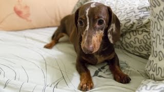 Bad Dachshund 3: Wake up, Patrick!