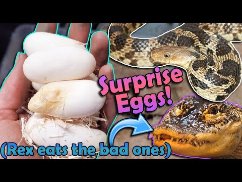 Incubating FOX Snake Eggs! We weren't expecting these!
