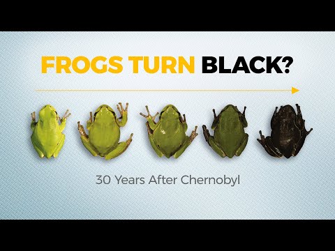 核災難後野生動物的遭遇 (What Happens to Wildlife After Nuclear Disaster)