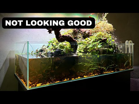 BIG SHALLOW UPDATE + TWINSTAR EXPERIMENT UPDATE