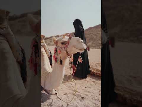 Camel 🐫 Animal @ShishuAnand