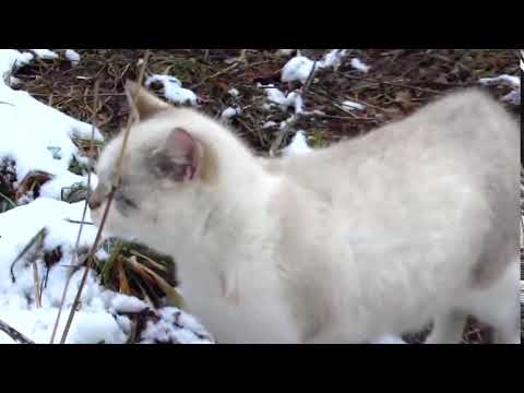 I found a new colony of cats with kittens 33