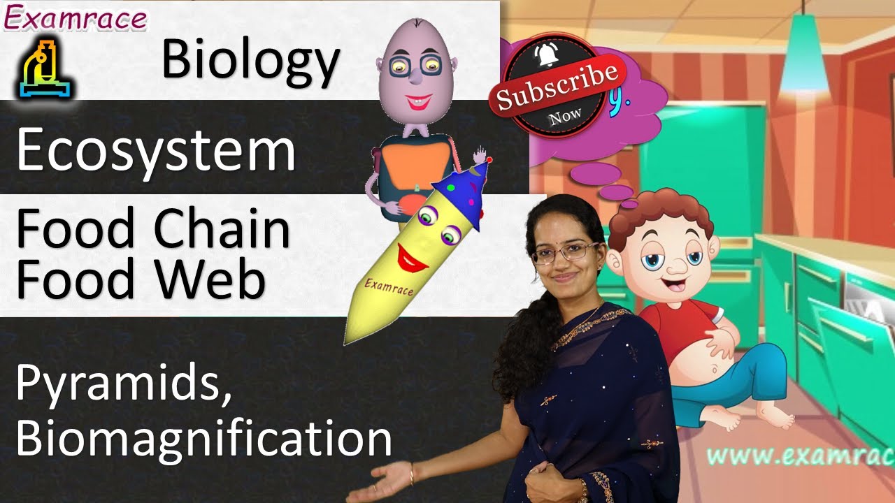 4 Concepts & Exceptions in Ecosystem - Food Chain, Food Web, Pyramids, Biomagnification