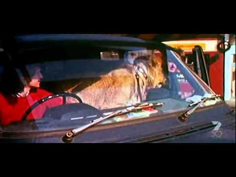 A Lion Called Christian Story Part-1